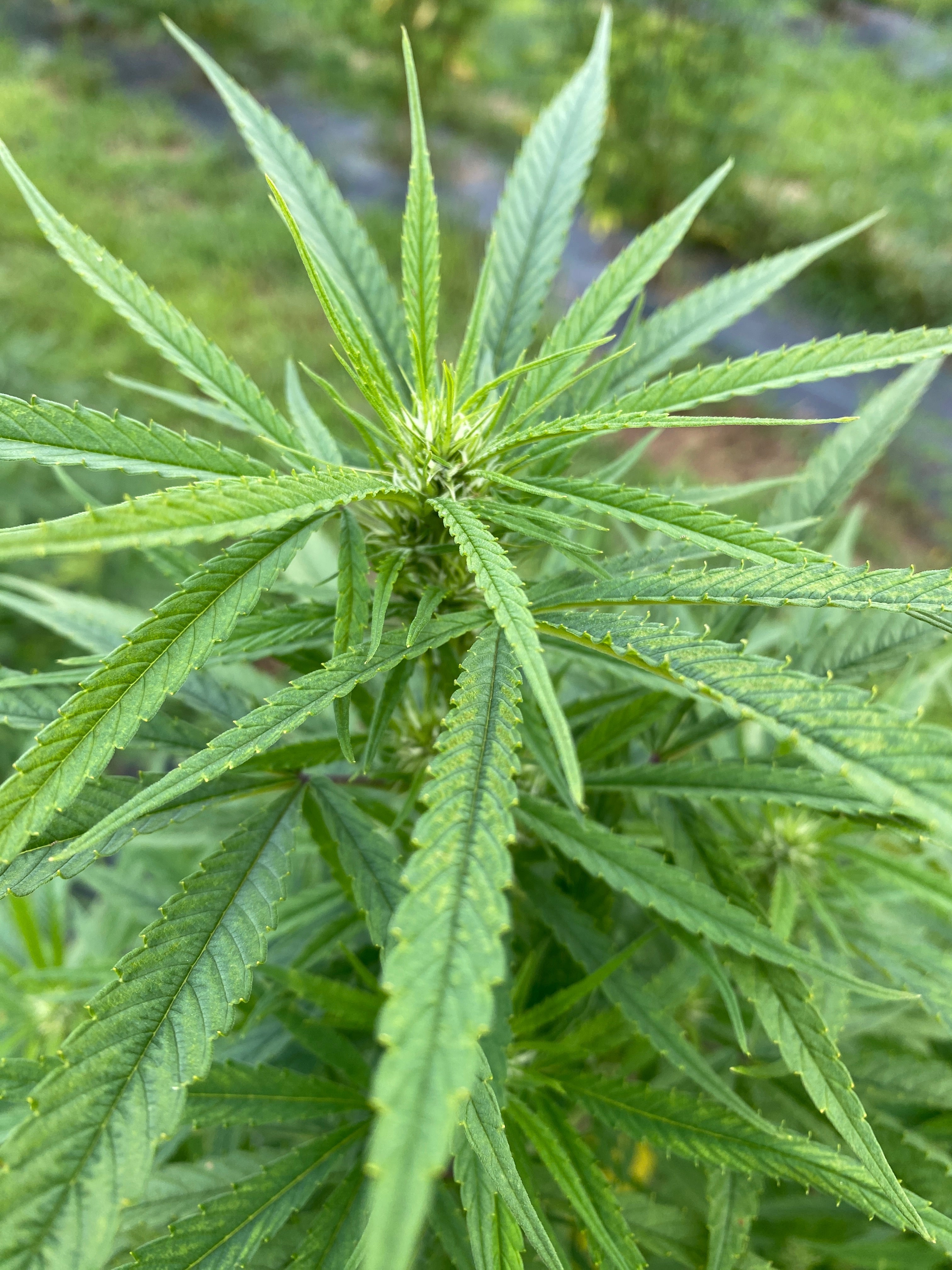 A vibrant bright green hemp plant