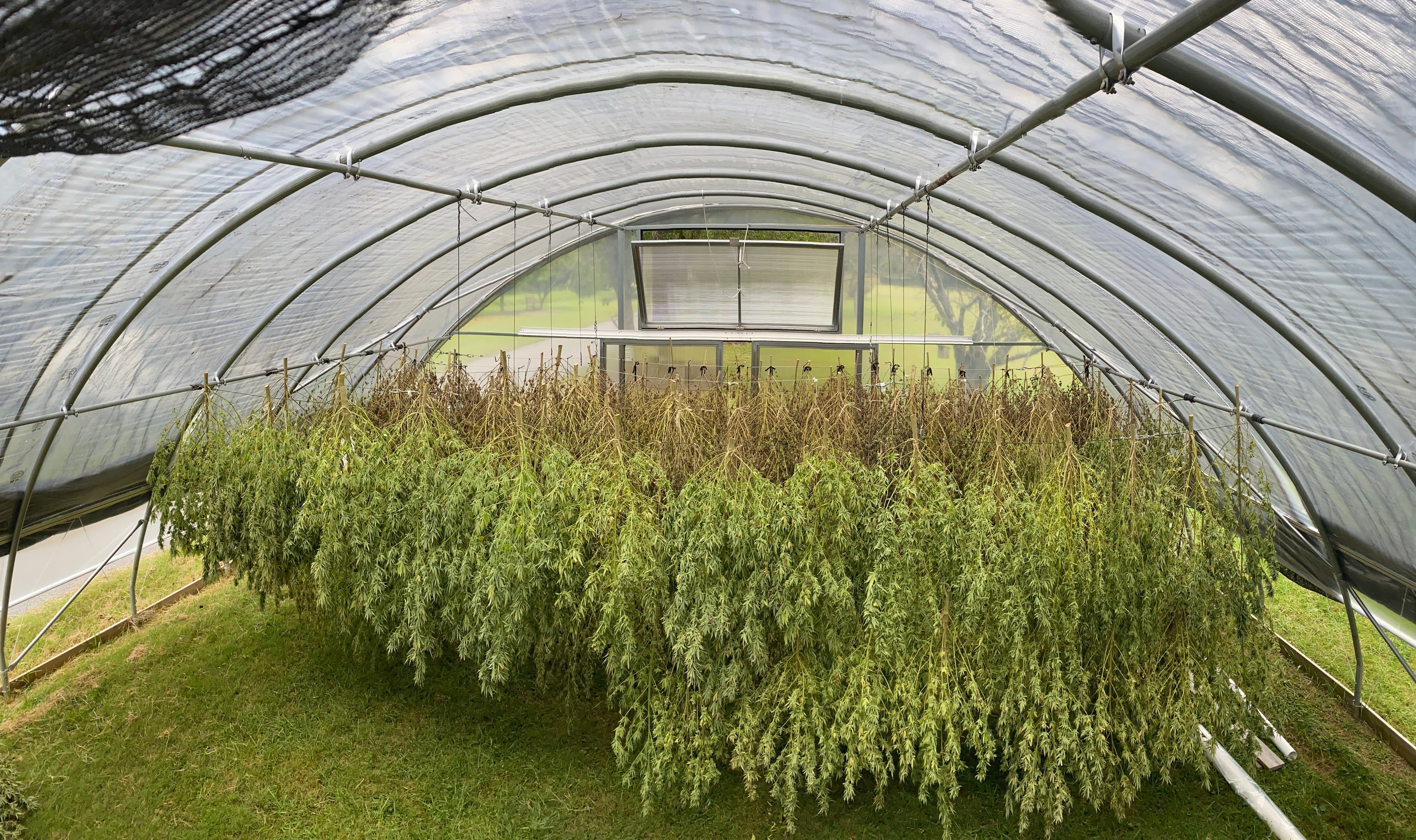 Harvested hemp hanging and drying under a tent
