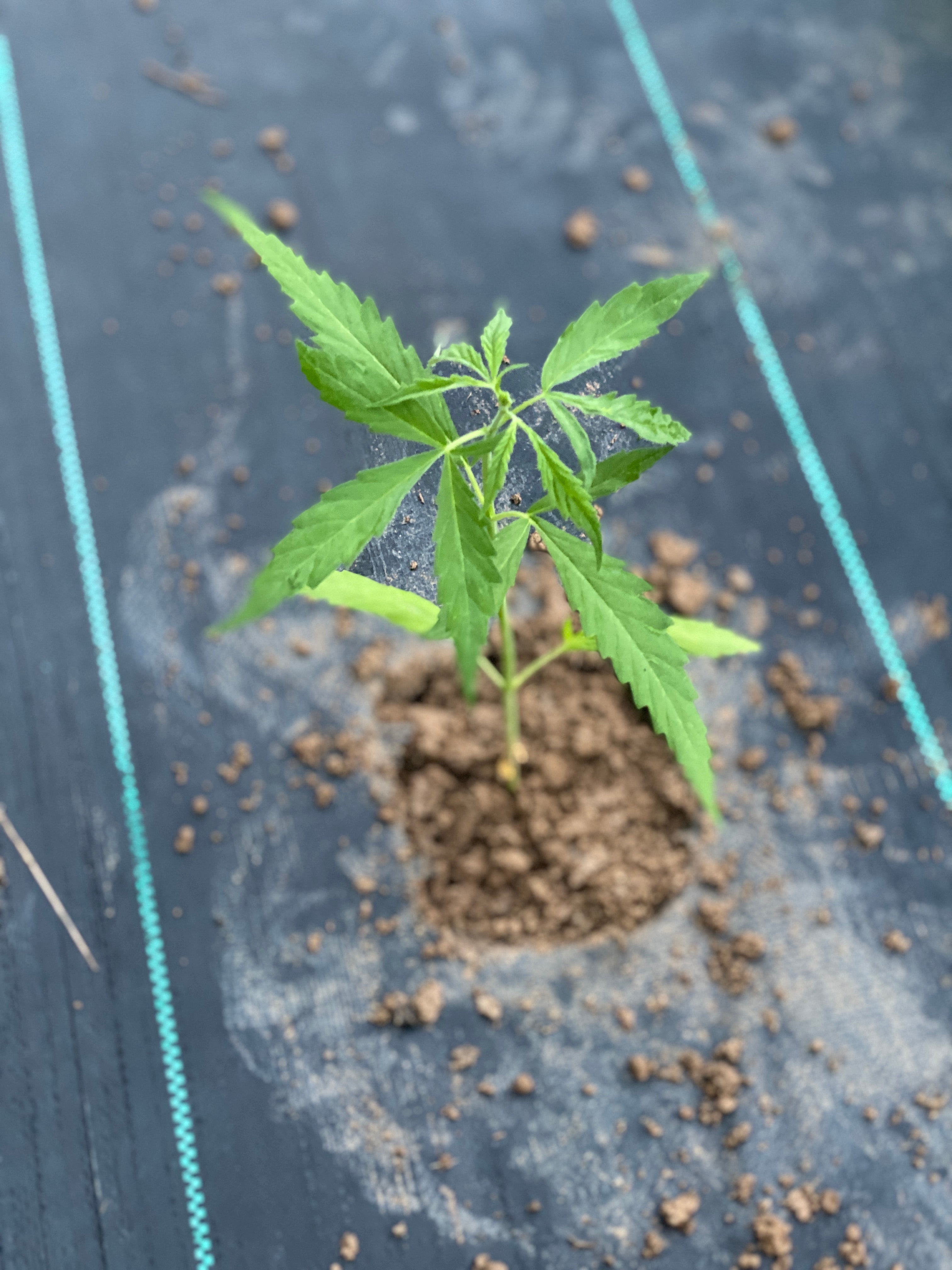 The Entourage Effect: What Happens When Hemp Compounds Work Together?