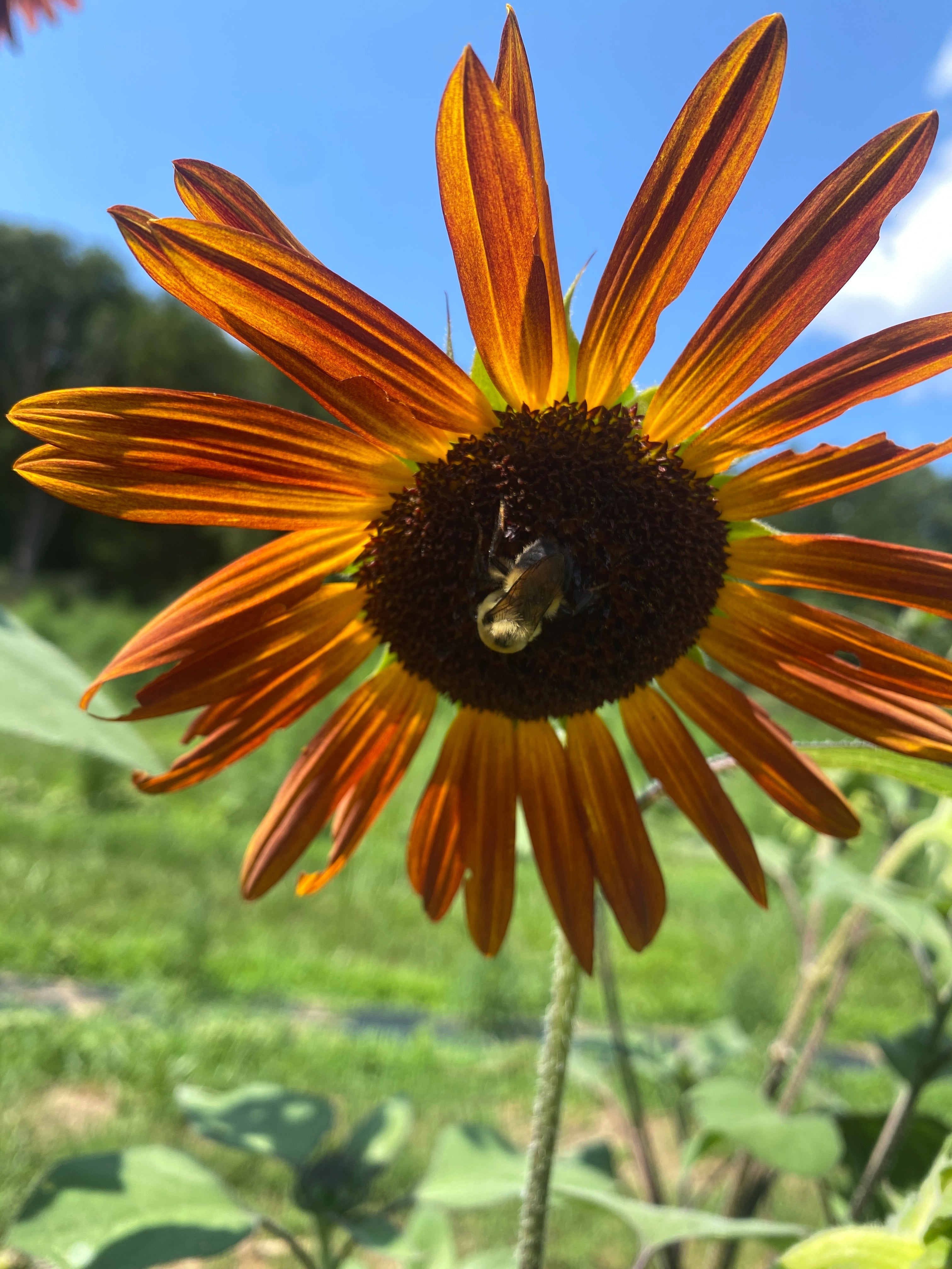 A bee collects nectar from a large daisy